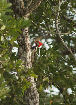 Image of Lineated Woodpecker