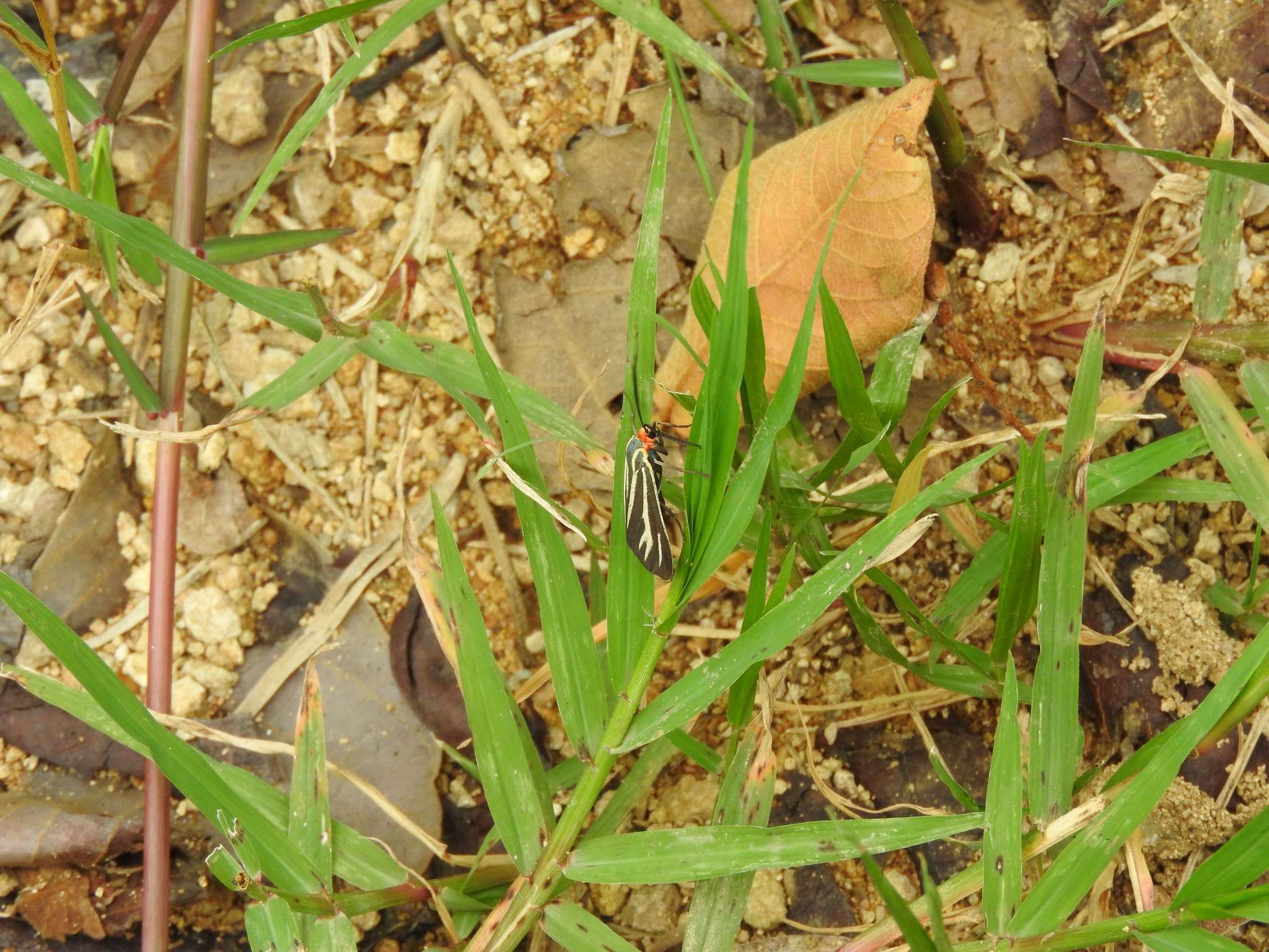 Imagem de Ctenucha venosa Walker 1854