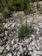 صورة Helictochloa bromoides (Gouan) Romero Zarco