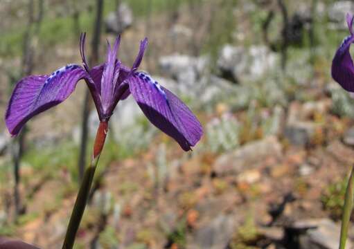 Image of Moraea tripetala subsp. jacquiniana (Schltr. ex G. J. Lewis) Goldblatt & J. C. Manning