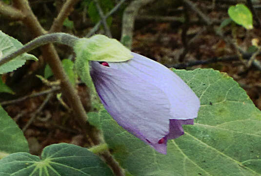 Image of Abutilon longicuspe Hochst. ex A. Rich.