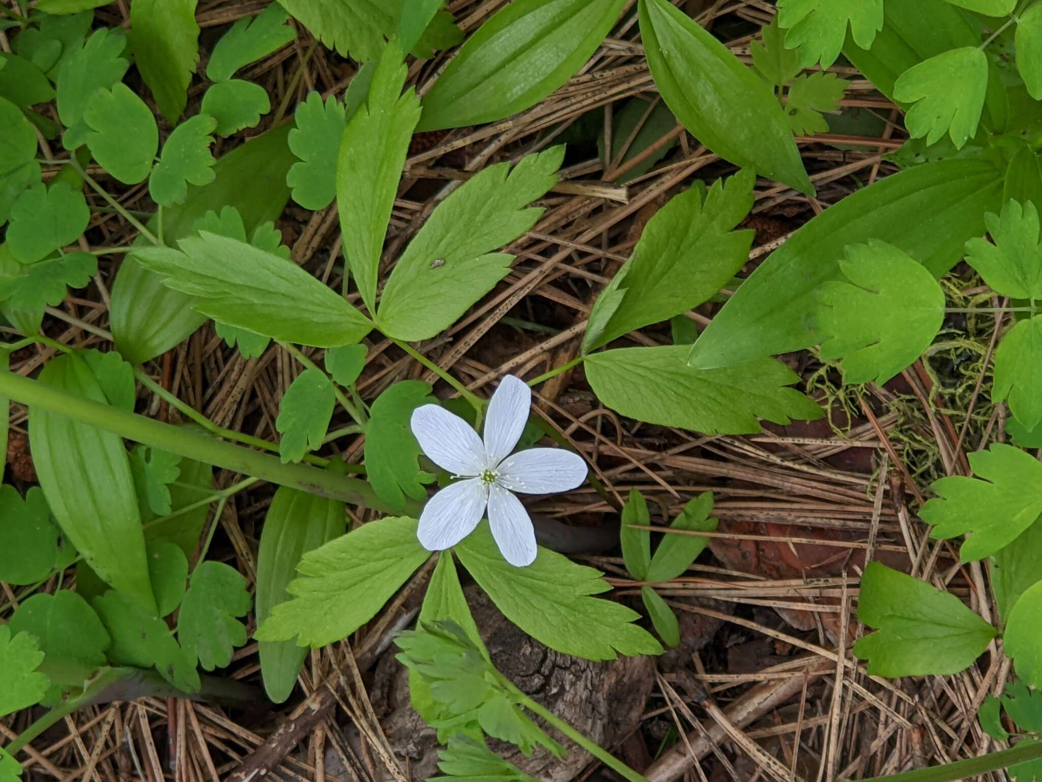 Image of Piper's Windflower