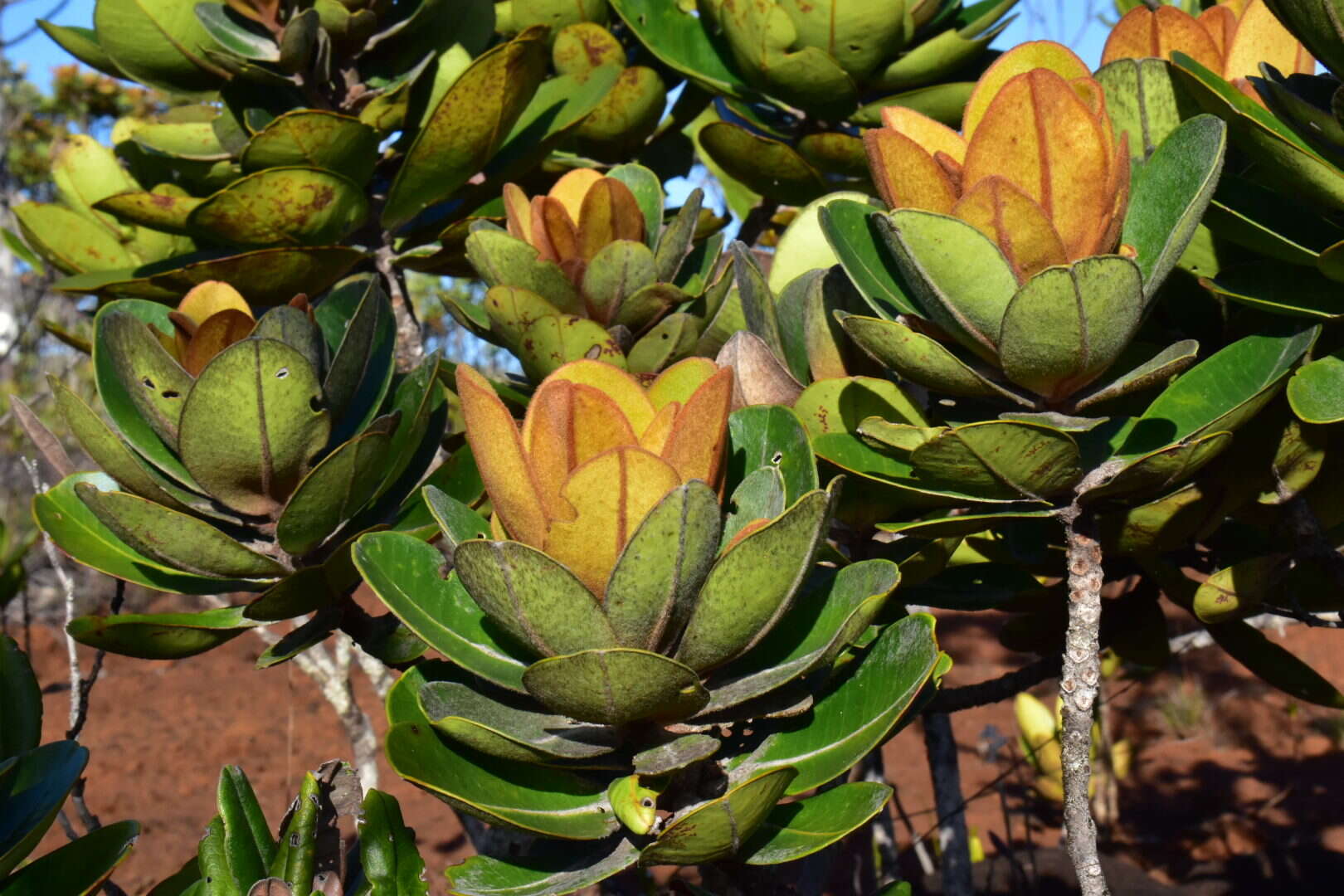 Imagem de Tristaniopsis guillainii var. balansana (Tison) J. Wyndham Dawson