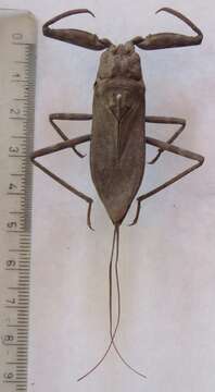 Image of Laccotrephes fuscus (Linnaeus 1758)