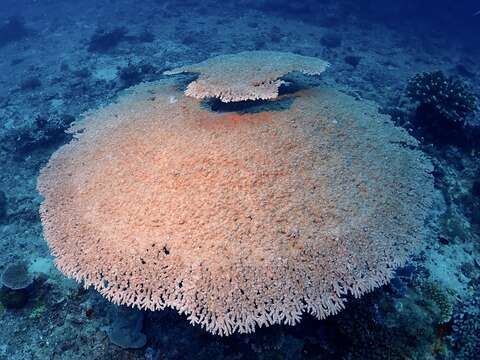 Image of Table coral