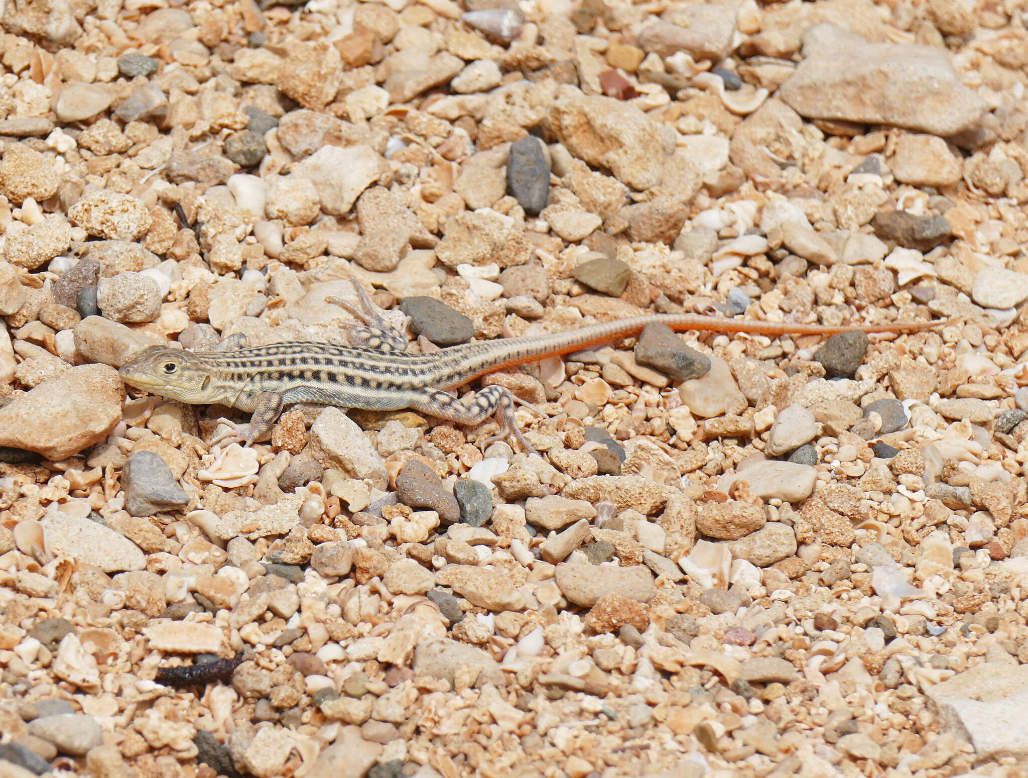 Image of Schreiber's Fringe-fingered Lizard