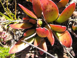 Image of Redleaf crassula