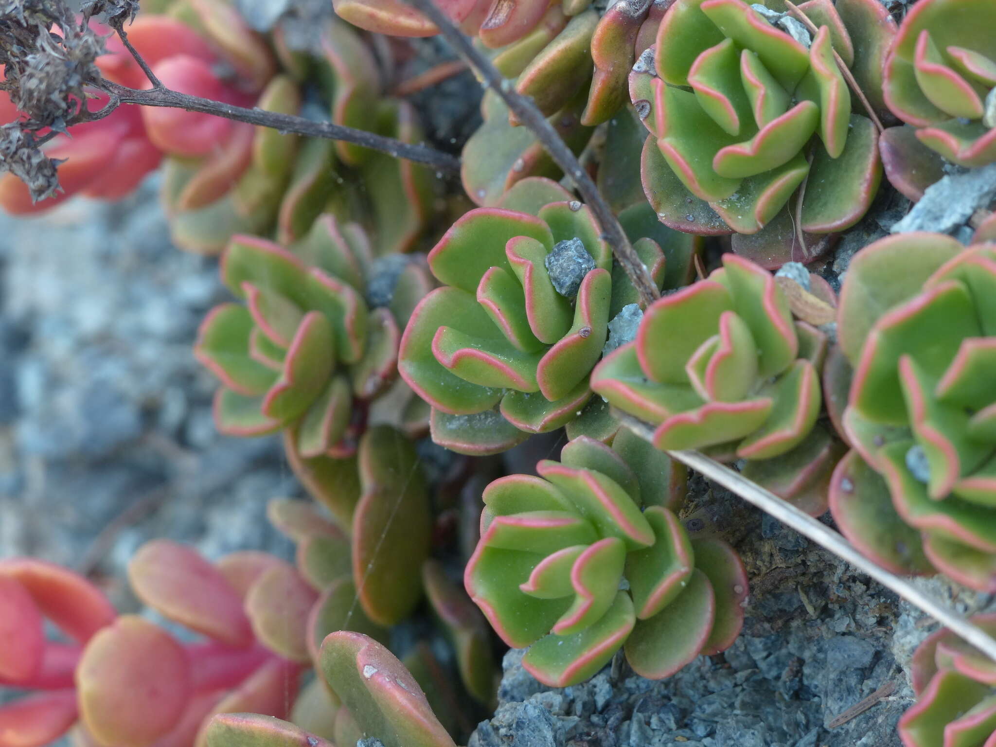 Sedum laxum subsp. laxum的圖片