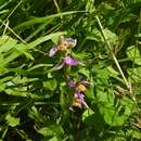 Image of Ophrys apifera var. trollii (Hegetschw.) Rchb. fil.