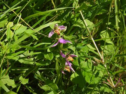 Image of Ophrys apifera var. trollii (Hegetschw.) Rchb. fil.