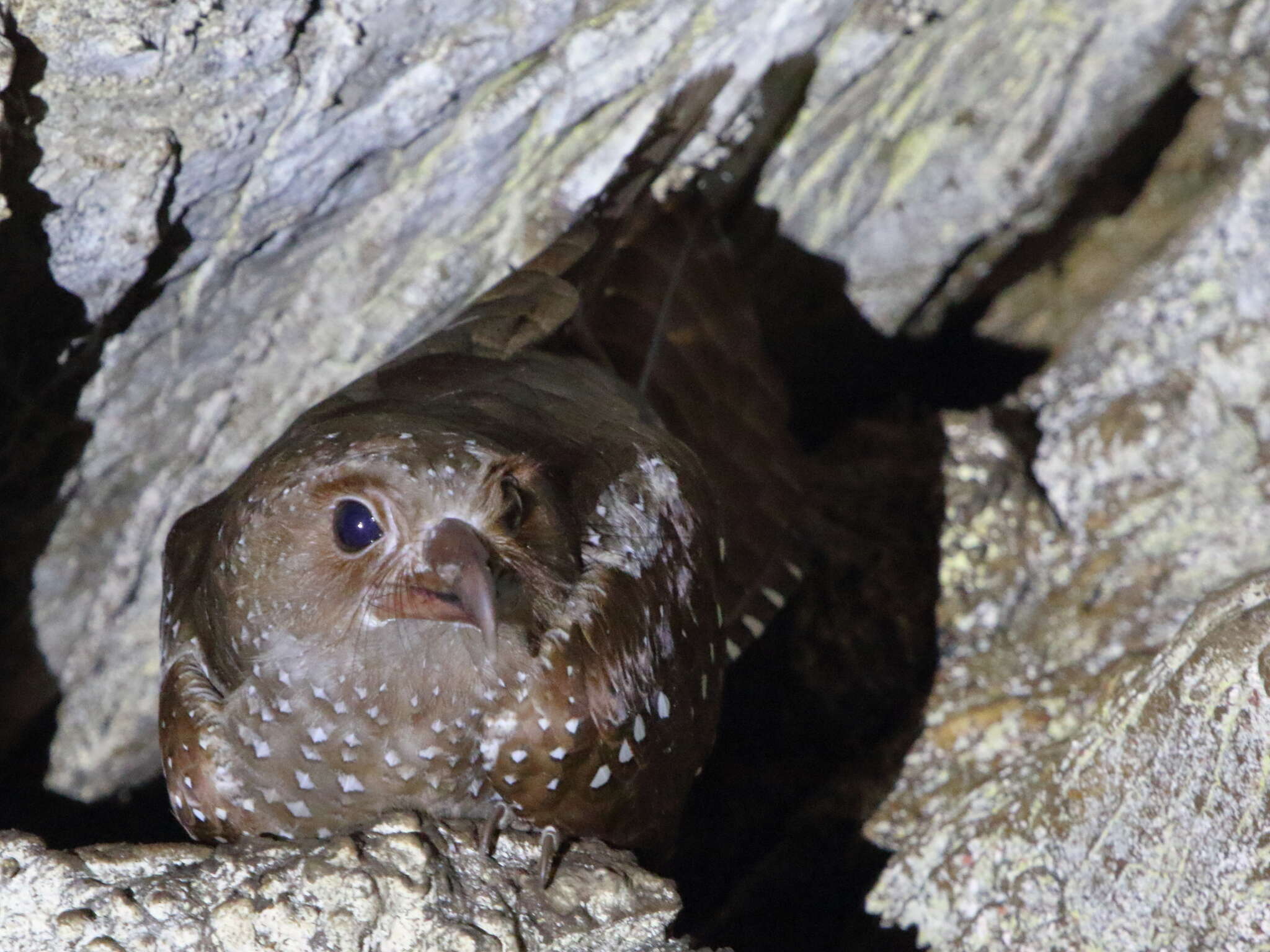 Image of oilbirds