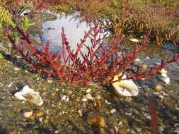 Image of Salicornia ramosissima J. Woods