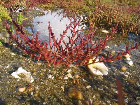 Sivun Salicornia ramosissima J. Woods kuva