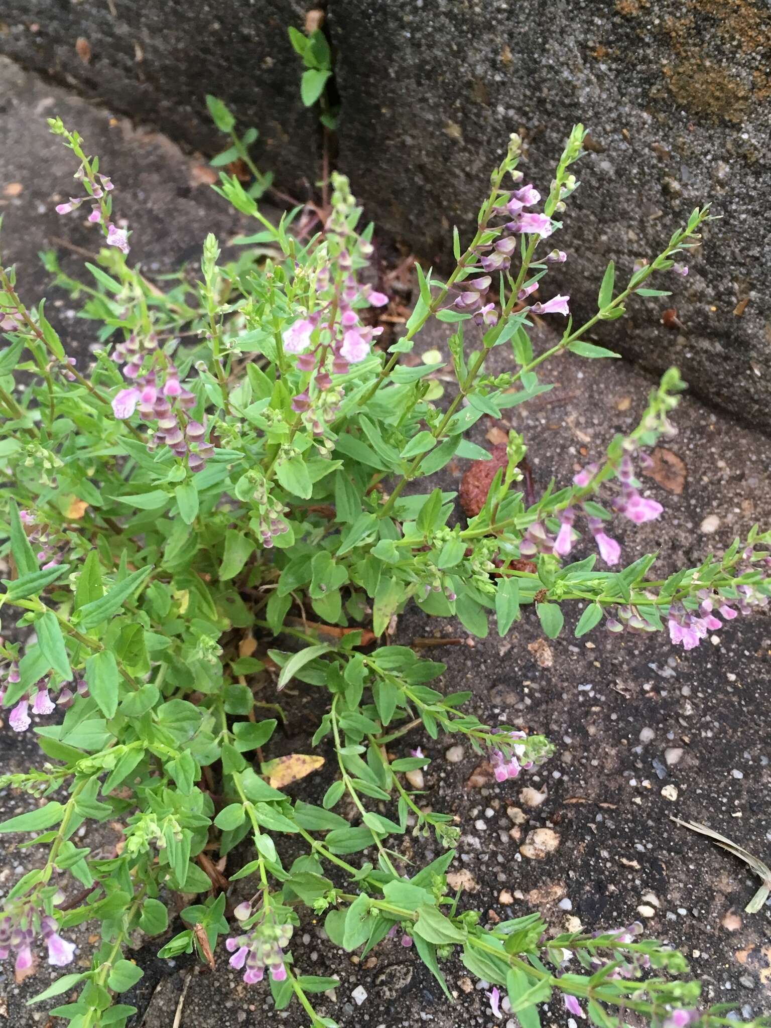 Image of South American Skullcap