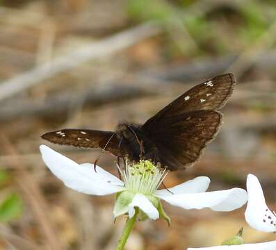 Image of <i>Erynnis <i>juvenalis</i></i> juvenalis