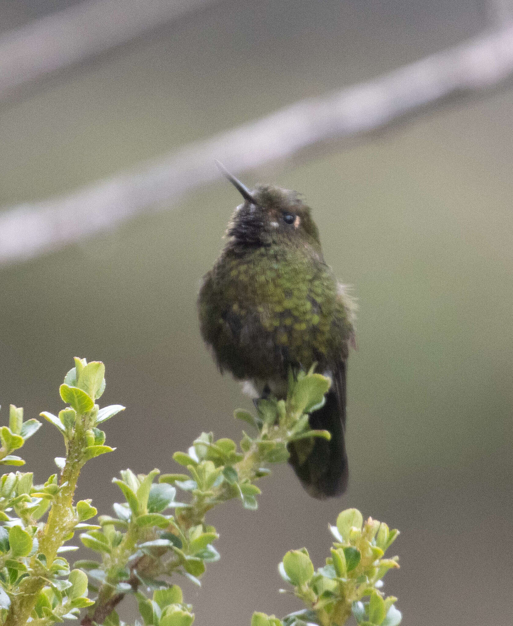 Image of Viridian Metaltail