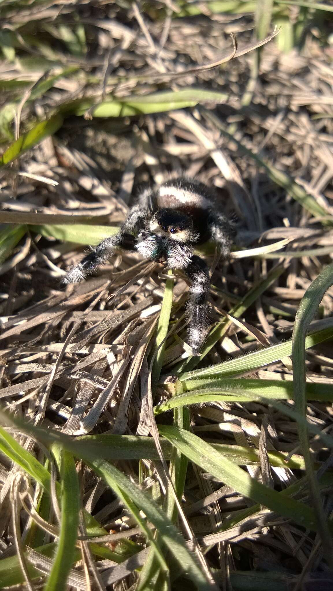 Image of Regal Jumper