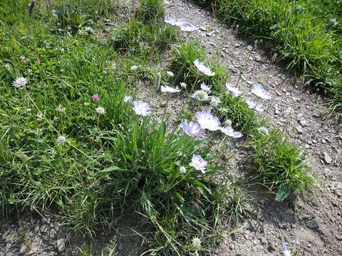 Image of Caucasian pincushion flower