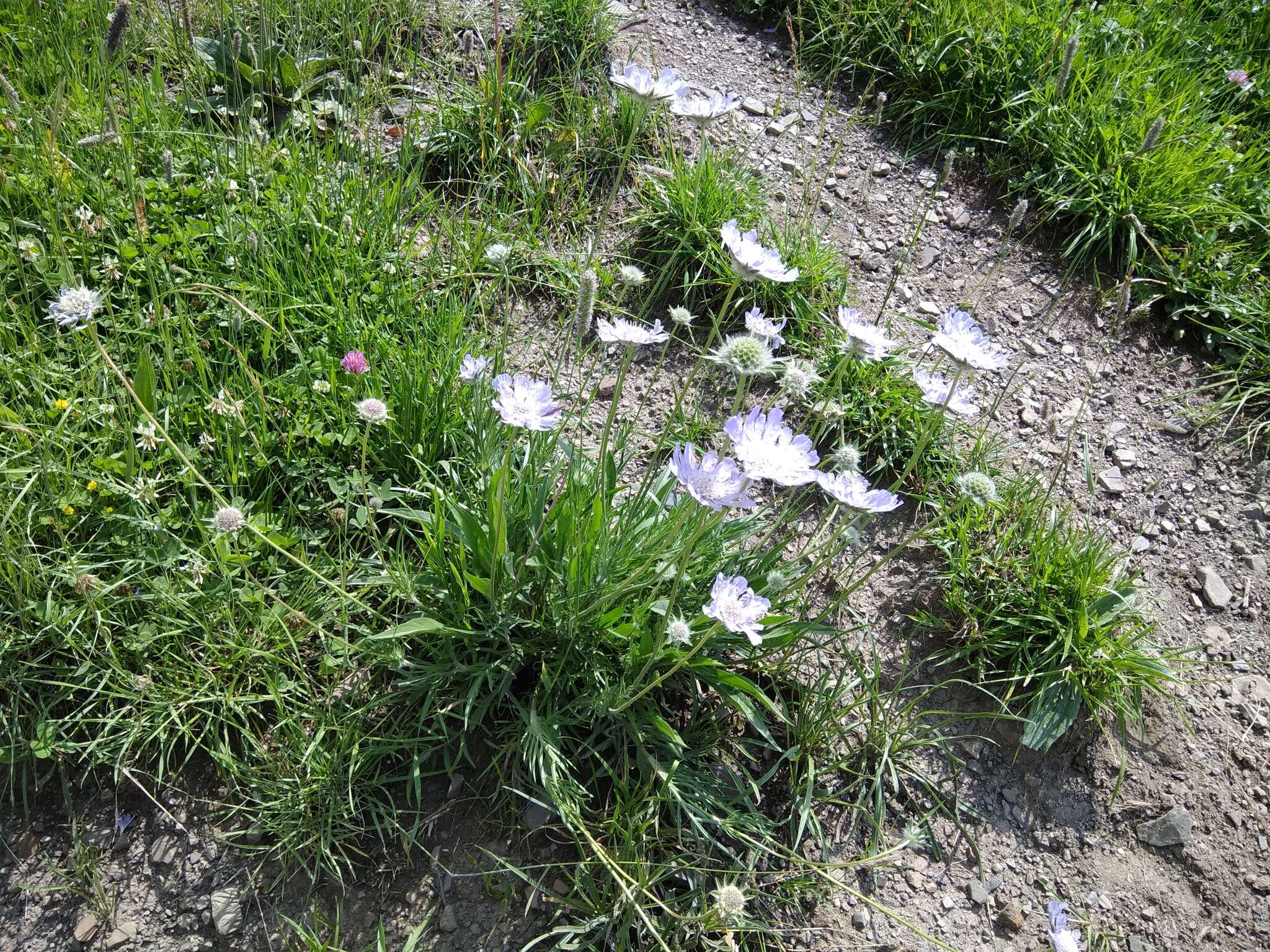 Image of Pincushion-flower