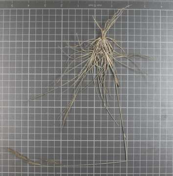 Image of Aristida scribneriana Hitchc.