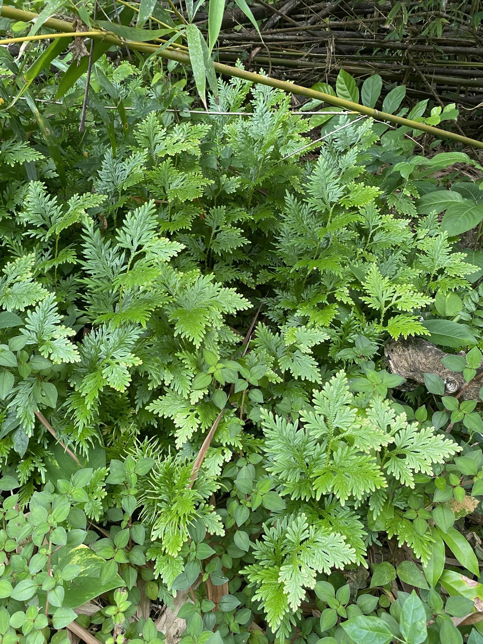 Image of Asian spikemoss