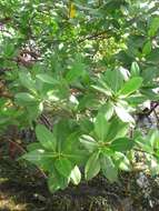 Image of red mangrove