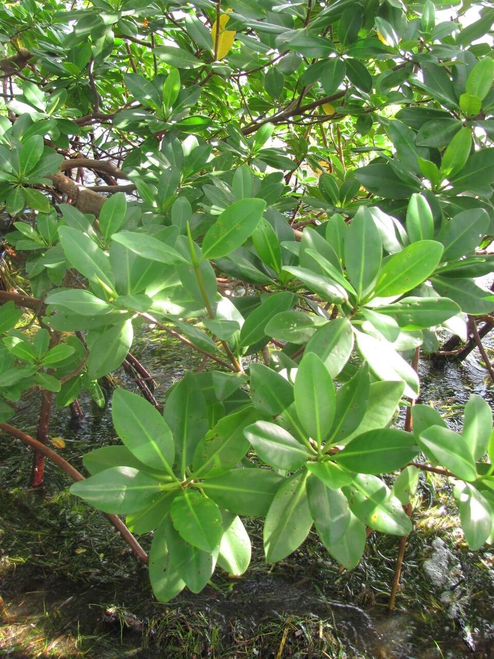 Image of red mangrove