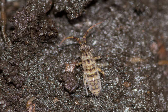 Image of Orchesella villosa (von Linné & C 1767)