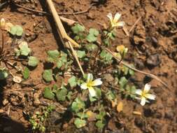 Image of Kentucky glade cress