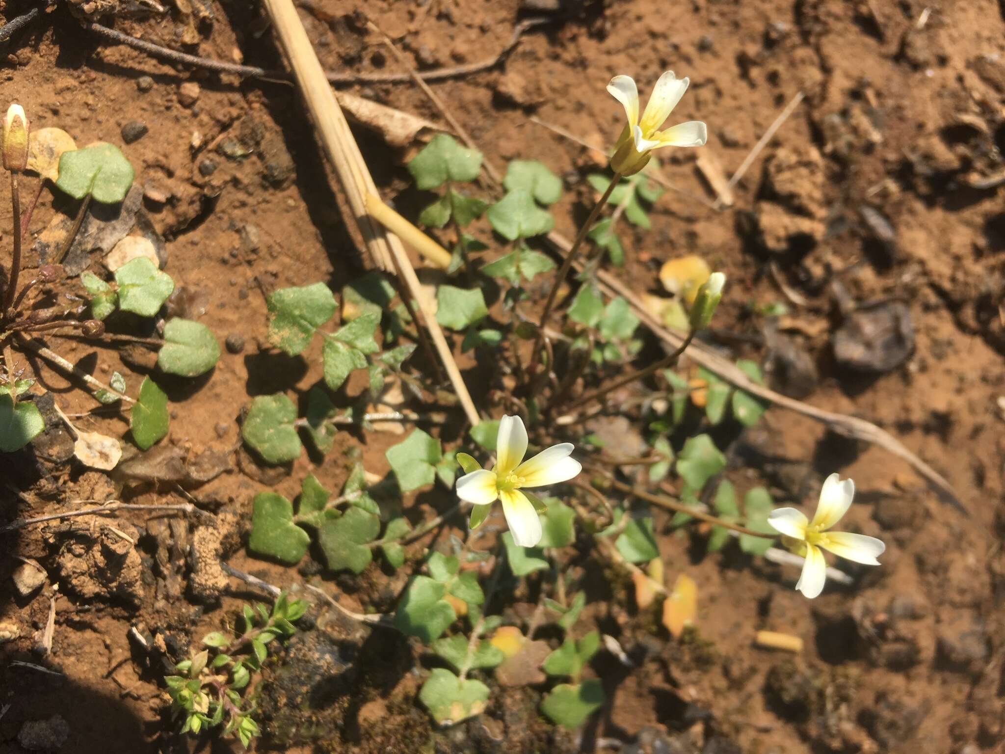 Image of Kentucky glade cress