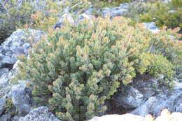 Image of Protea rupicola Mund ex Meissn.