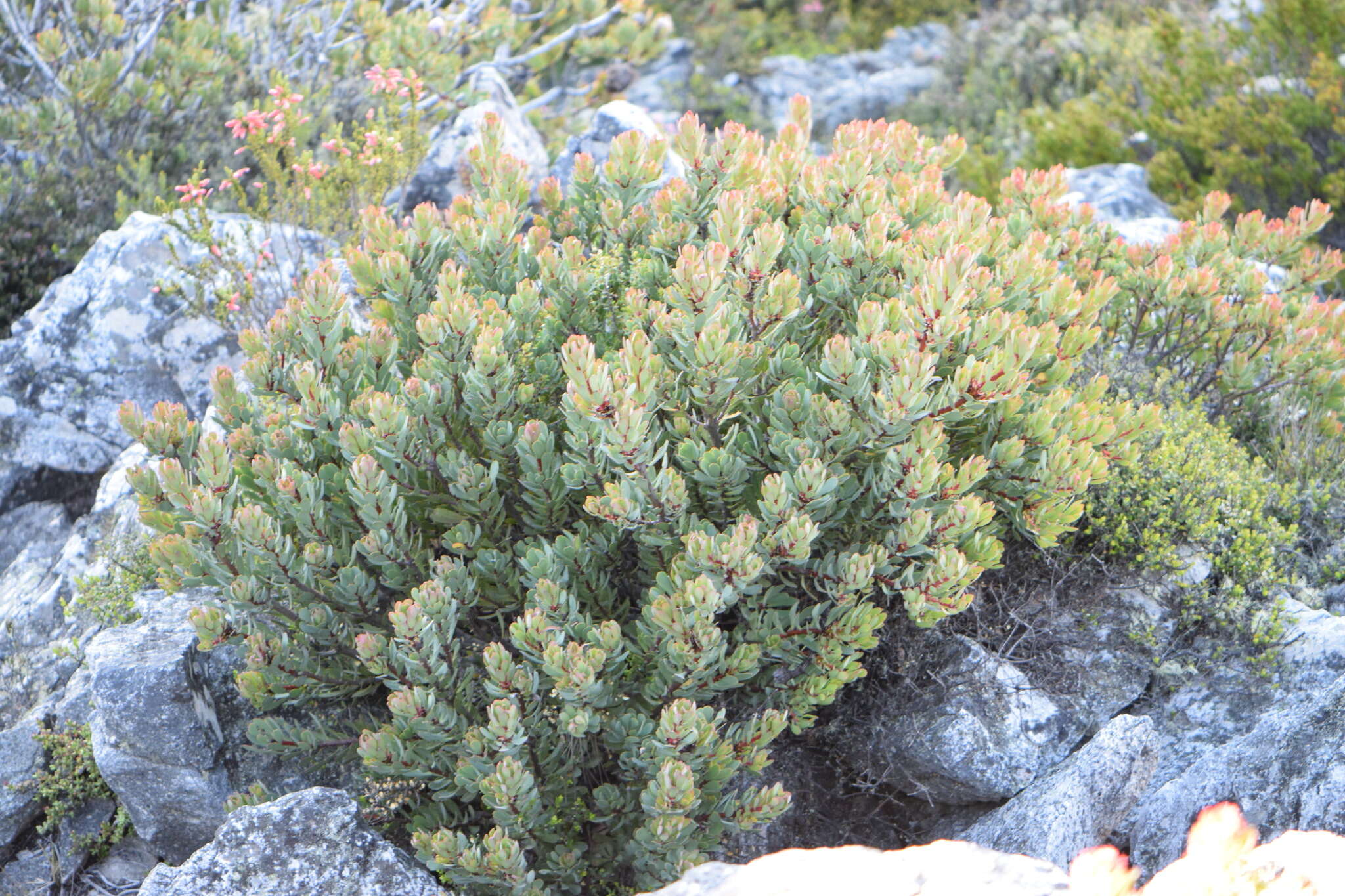 Image of Protea rupicola Mund ex Meissn.