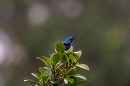 Image of Shining Honeycreeper