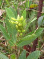 Image of Eriosema campestre Benth.