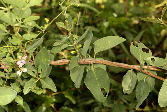 Image of Triaspis glaucophylla Engl.