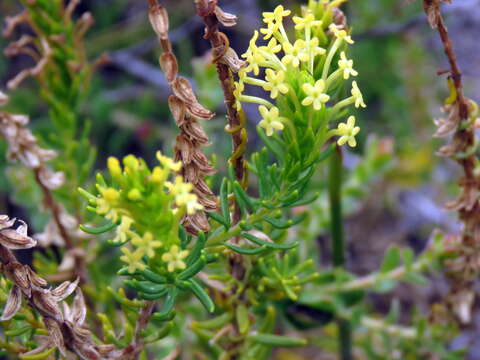 Image of Microdon dubius (L.) O. M. Hilliard