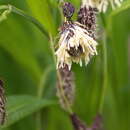 Image of Carex scita var. riishirensis (Franch.) Kük.
