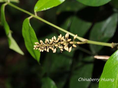 Image of Euchresta formosana (Hayata) Ohwi