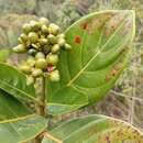 Image of Gaertnera nitida C. M. Taylor