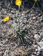 Image of Ranunculus gramineus L.