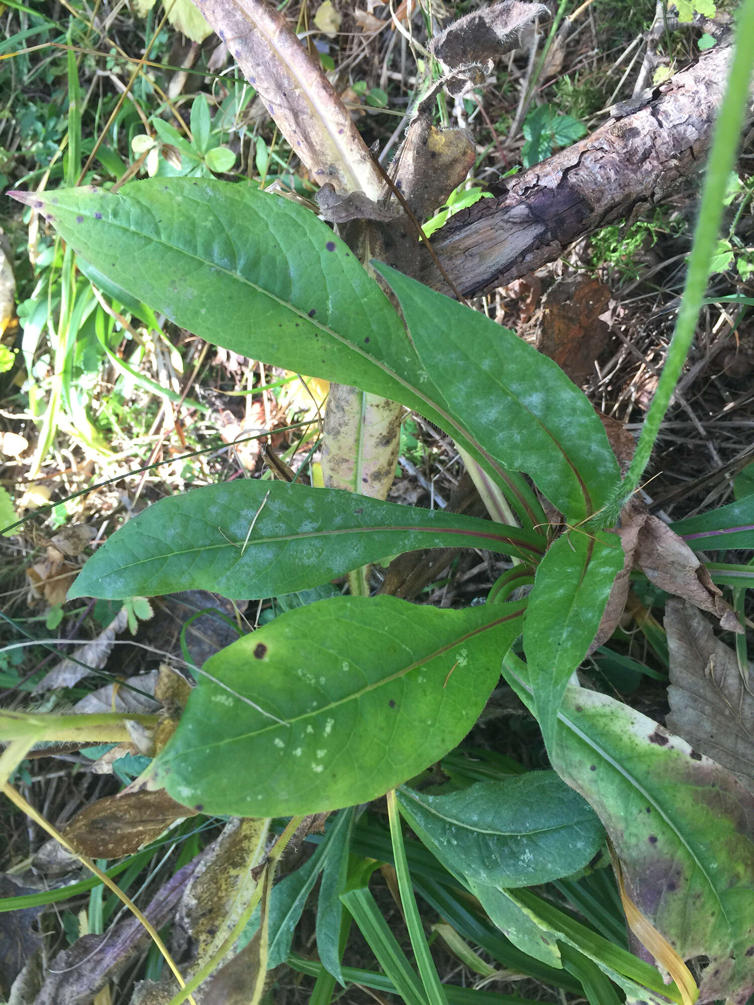 صورة Knautia dipsacifolia Kreutzer