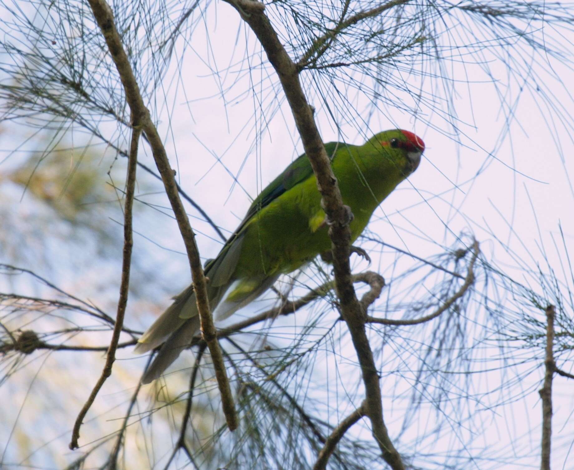 Image of New Caledonian Parakeet