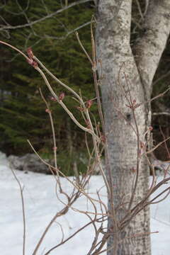 Plancia ëd <i>Sambucus sibirica</i>