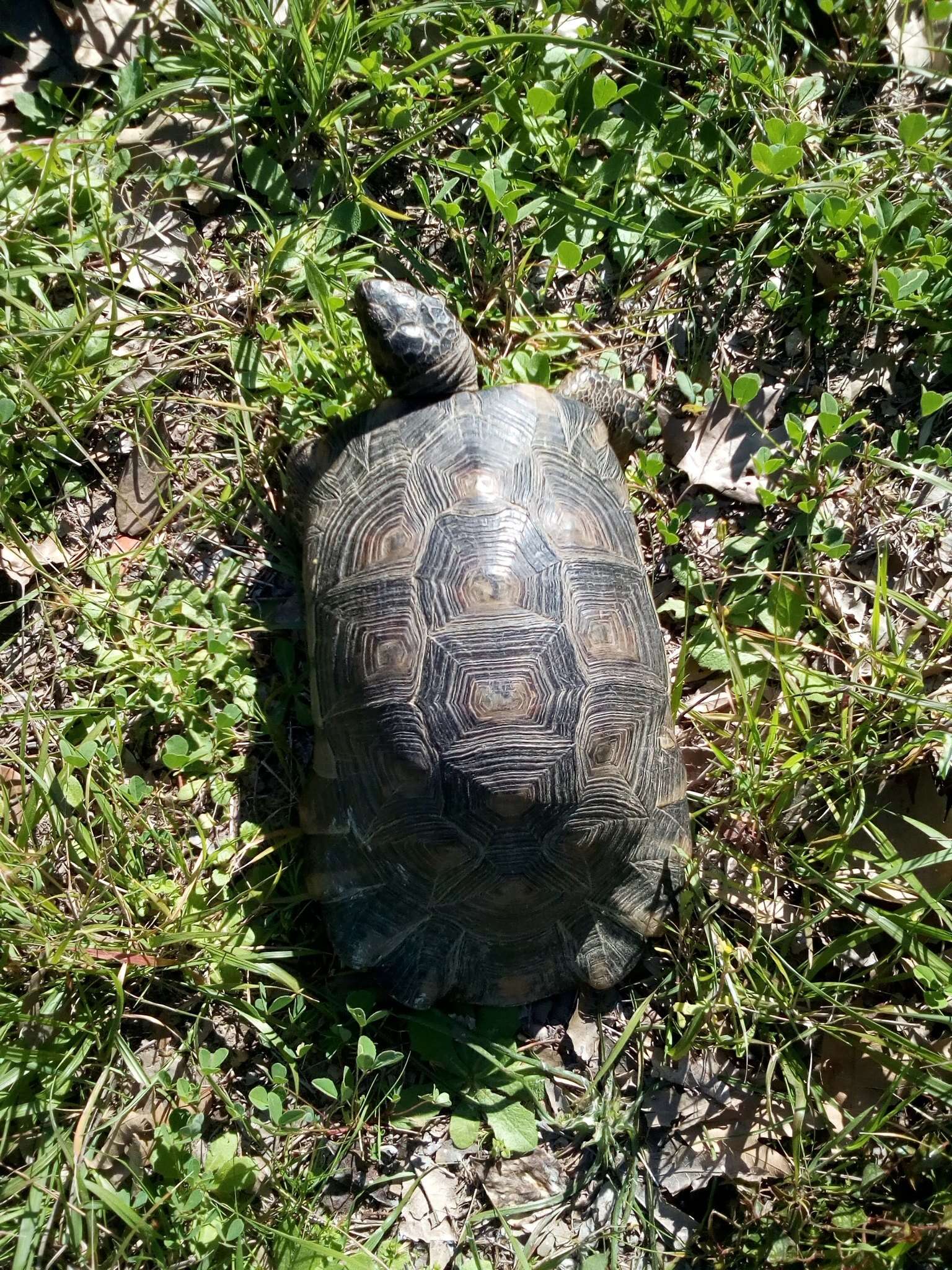 Image of Marginated Tortoise