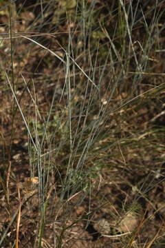 Plancia ëd Elymus bungeanus (Trin.) Melderis