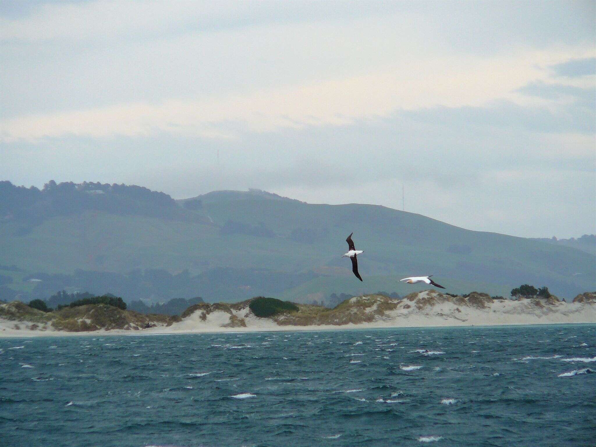 Image of Royal Albatross
