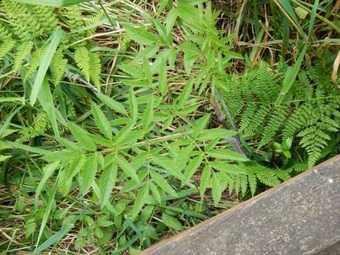 Image of western water hemlock