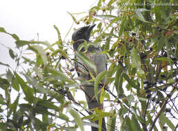 Imagem de Coracina papuensis robusta (Latham 1801)