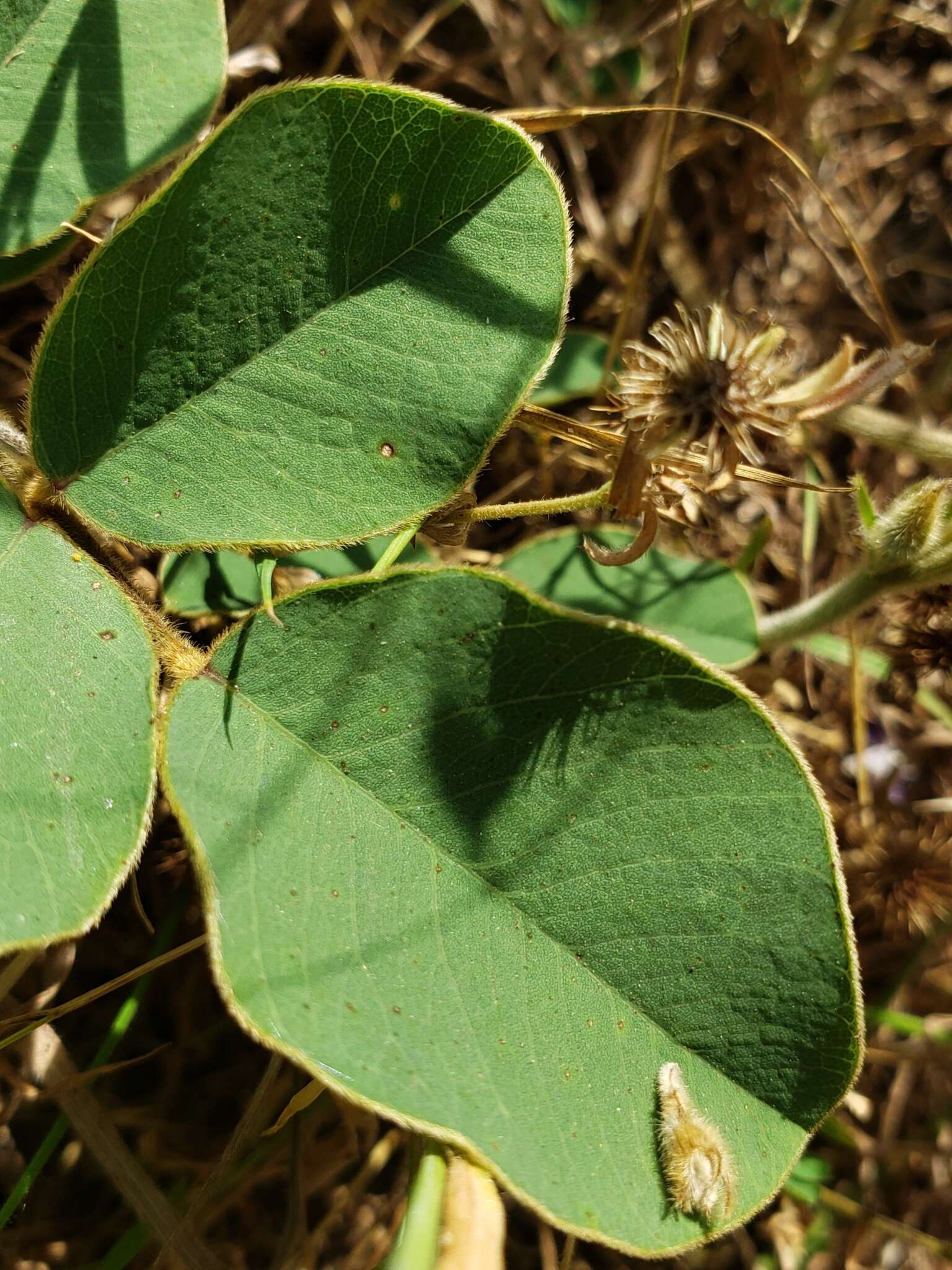 Image of Edwards Plateau hoarypea