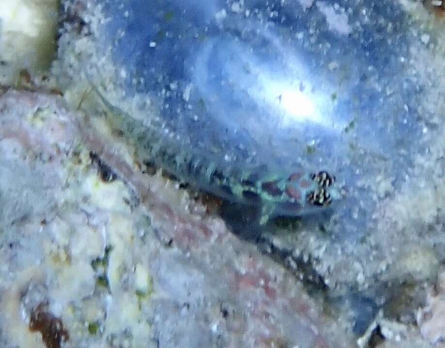 Image of Redblotched pygmy goby